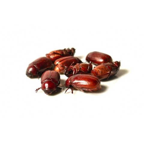 Coleoptera Image