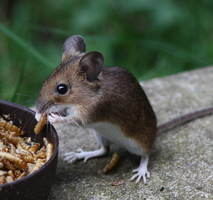Mouse Eating Mealworms